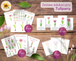 Zestaw edukacyjny: Tulipany