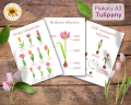 Tulipany Plakaty.png