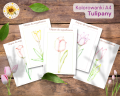 Tulipany Kolorowanki.png