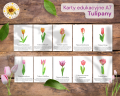 Tulipany Karty edukacyjne.png