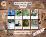 Karty edukacyjne: Ptaki