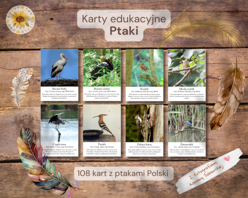 Karty edukacyjne.png