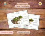 Budowa żaby: Plakat i układanka